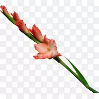 ����ֲ�ﾥ�������ѻ���ơ���ľ��Ӱ.��-������