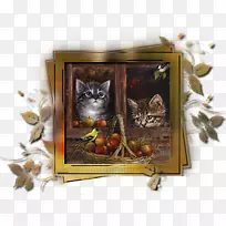 猫秋猫-空若网 猫秋猫-空若网