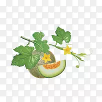 桃子蜜瓜-配甜瓜藤-空若网 桃子蜜瓜-配甜瓜藤-空若网