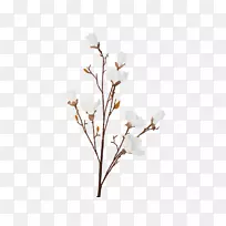 小枝樱花春樱花-空若网 小枝樱花春樱花-空若网