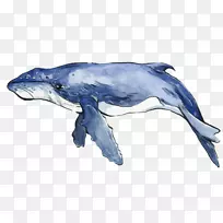 海豚水彩画鲸鱼蓝水彩鲸-空若网 海豚水彩画鲸鱼蓝水彩鲸-空若网