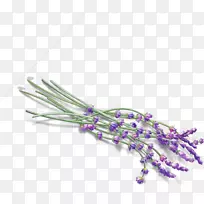 Ӣ��޹�²��ͼ�����-������