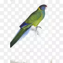 鹦鹉科的鹦鹉图解澳大利亚环颈鹦鹉-空若网 鹦鹉科的鹦鹉图解澳大利亚环颈鹦鹉-空若网