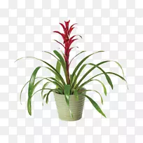 切花植物-空若网 切花植物-空若网