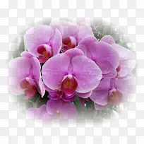 飞蛾兰花植物百合花-空若网 飞蛾兰花植物百合花-空若网