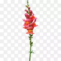 ��������л�ֲ�ﾥ���괺PNG����-������