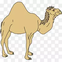 骆驼卡通-空若网 骆驼卡通-空若网