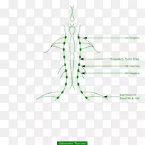 青蛙自主神经系统肌肉系统人体青蛙-空若网 青蛙自主神经系统肌肉系统人体青蛙-空若网
