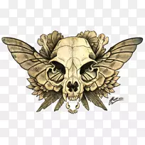 蛾翅头骨膜-昆虫-空若网 蛾翅头骨膜-昆虫-空若网