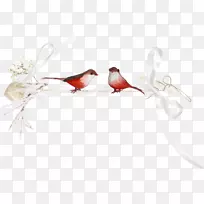 鸟雪博客-创意鸟-空若网 鸟雪博客-创意鸟-空若网