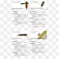 树顶健康-水冲-空若网 树顶健康-水冲-空若网
