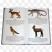 Ȯ�ƹ�ΪҰ�����������-������