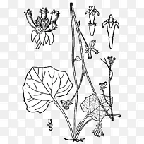 新乌头玉兰开花植物-空若网 新乌头玉兰开花植物-空若网