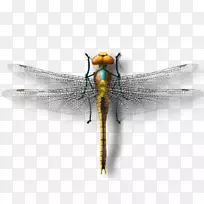 蜻蜓昆虫蝴蝶-蜻蜓-空若网 蜻蜓昆虫蝴蝶-蜻蜓-空若网
