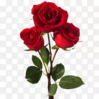 摄影花束玫瑰花-玫瑰-空若网 摄影花束玫瑰花-玫瑰-空若网