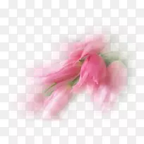 郁金香花瓣摄影-郁金香-空若网 郁金香花瓣摄影-郁金香-空若网