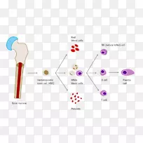 ��ϸ����Ѫ-������