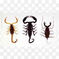 蝎子昆虫食虫钥匙链礼物蝎子-空若网 蝎子昆虫食虫钥匙链礼物蝎子-空若网