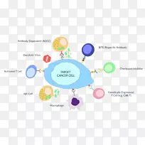 抗体依赖细胞介导的细胞毒性细胞免疫治疗免疫系统消毒病毒抗体-空若网 抗体依赖细胞介导的细胞毒性细胞免疫治疗免疫系统消毒病毒抗体-空若网