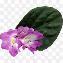 紫罗兰花颜色.紫罗兰色-空若网 紫罗兰花颜色.紫罗兰色-空若网