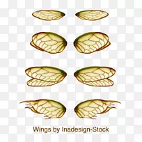 昆虫蜜蜂鸟闪烁的翅膀-空若网 昆虫蜜蜂鸟闪烁的翅膀-空若网