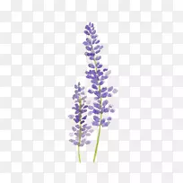 水彩画薰衣草画水彩画-空若网 水彩画薰衣草画水彩画-空若网