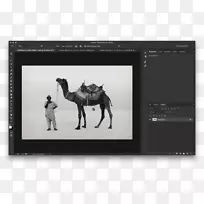 Kutch������Ӱ���������ƴ�����-����-������