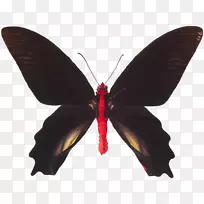 蝴蝶若虫科昆虫红身燕尾半裸蝶-空若网 蝴蝶若虫科昆虫红身燕尾半裸蝶-空若网