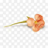 ���벩�������ֽ-������