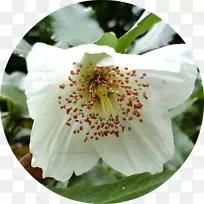 开花植物-大气中到处都是鲜花。-空若网 开花植物-大气中到处都是鲜花。-空若网