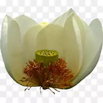 ����ֲ��-��Ҷ-������