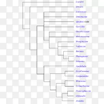 开花植物被子植物的系统发育-空若网 开花植物被子植物的系统发育-空若网