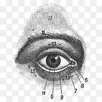 人眼素描解剖学摄影.眼睛-空若网 人眼素描解剖学摄影.眼睛-空若网