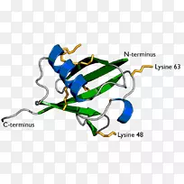 泛素连接酶赖氨酸蛋白酶体泛素结合酶无扣PNG图-空若网 泛素连接酶赖氨酸蛋白酶体泛素结合酶无扣PNG图-空若网