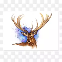 麋鹿驯鹿鹿角水彩画手绘鹿-空若网 麋鹿驯鹿鹿角水彩画手绘鹿-空若网
