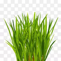 ²ÝƺµçÄÔͼ±ê¼ôÌù»-¿ÕÈôÍø ²ÝƺµçÄÔͼ±ê¼ôÌù»-¿ÕÈôÍø