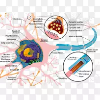 神经元胞体细胞树突神经系统-神经元-空若网 神经元胞体细胞树突神经系统-神经元-空若网