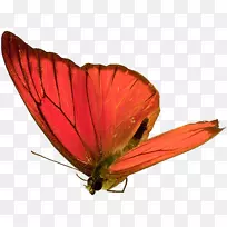 蝴蝶昆虫动画-蝴蝶,昆虫,标本-空若网 蝴蝶昆虫动画-蝴蝶,昆虫,标本-空若网