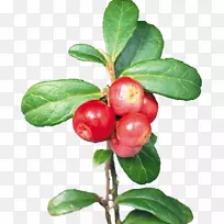 越橘-樱桃-空若网 越橘-樱桃-空若网