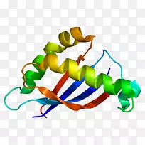 MUC 1肿瘤标记物糖蛋白-空若网 MUC 1肿瘤标记物糖蛋白-空若网