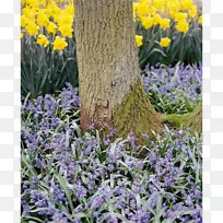 Ӣ��޹�²��۾�������-������