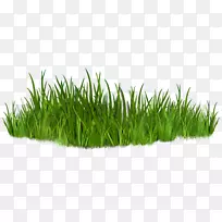 免费内容缩略图剪贴画-草剪贴画-空若网 免费内容缩略图剪贴画-草剪贴画-空若网