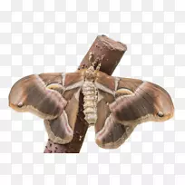 蝴蝶虫蛾传粉器无脊椎蛾-空若网 蝴蝶虫蛾传粉器无脊椎蛾-空若网