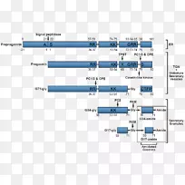 胃泌素胆囊收缩素分泌胃酸基因-空若网 胃泌素胆囊收缩素分泌胃酸基因-空若网