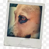 犬种小狗鼻子-偏振片相框-空若网 犬种小狗鼻子-偏振片相框-空若网