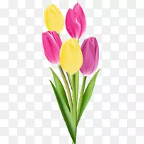 郁金香节日-郁金香PNG形象-空若网 郁金香节日-郁金香PNG形象-空若网