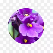 非洲紫罗兰室内植物园艺-植物-空若网 非洲紫罗兰室内植物园艺-植物-空若网