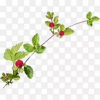 ºìɫɣÊ÷·â×°µÄºó¼Ç¼ô¼ÒÕÊõ-²ñÉú-¿ÕÈôÍø ºìɫɣÊ÷·â×°µÄºó¼Ç¼ô¼ÒÕÊõ-²ñÉú-¿ÕÈôÍø