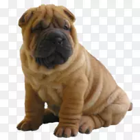 西伯利亚哈士奇拉布拉多猎犬-空若网 西伯利亚哈士奇拉布拉多猎犬-空若网