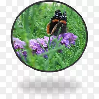 昆虫紫色草本植物花膜-昆虫-空若网 昆虫紫色草本植物花膜-昆虫-空若网